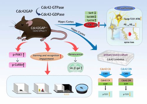 基础医学院张璐 张琳团队在brain揭示cdc42通路在阿尔茨海默病中的调控作用